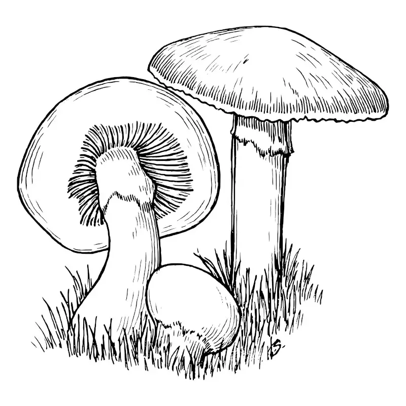Easy Simple Mushroom Drawing